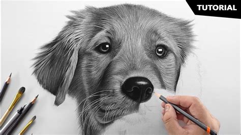 Realistic Dog Face Drawing Easy - Drawing realistic dog portraits will ...