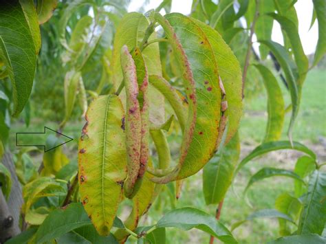 peach tree prunus persica shot hole disease - Nexles