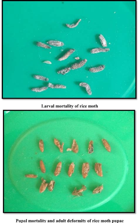 Larval mortality of rice moth due to nanoparticles | Download ...