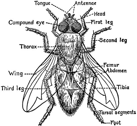 Parts of a Fly | ClipArt ETC