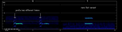 Little Grebe - The Sound Approach