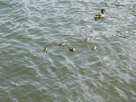 Gadwall Ducklings - The HUDSON RIVER PARK Companion