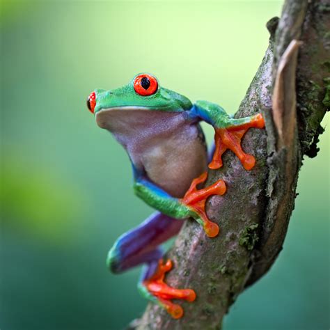 Red-Eyed Tree Frog • Facts • Rainforest Animals | Rainforest animals ...