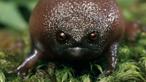 Black rain frog: The bizarre, grumpy-faced amphibian that's terrible at ...