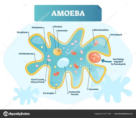 Amoeba labeled vector illustration. Single cell animal structure scheme ...