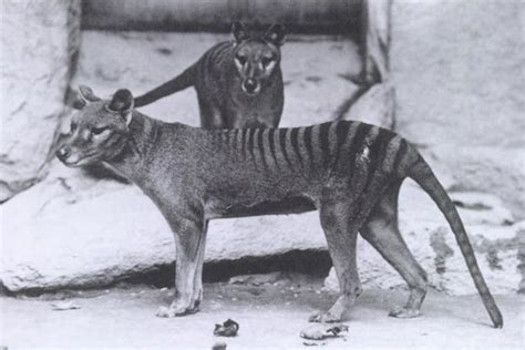 zoology - The extinction of the thylacine: could some still survive ...