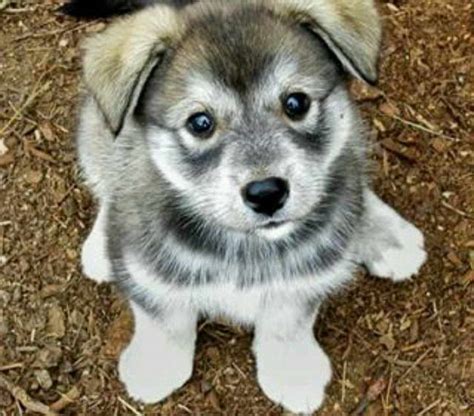 Husky Wolf Mix Puppies