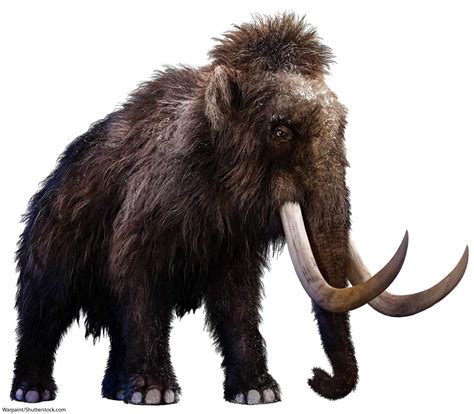 Woolly Mammoth Facts For Kids & Adults: Meet A Famous Ice Age Animal