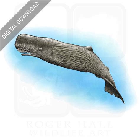 Sperm Whale - Signed Fine Art Print