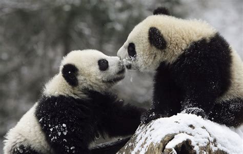 Two Giant Panda cubs kissed on a snowy rock. | Let It Snow! These Pics ...