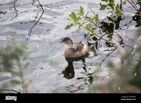 Little grebe in typical habitat Stock Photo - Alamy