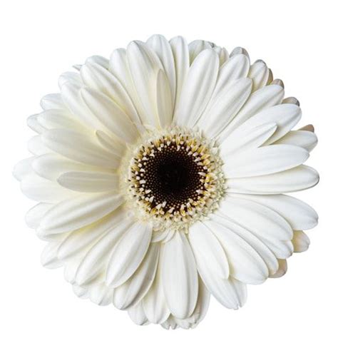 What is the Full Spectrum of Gerbera Daisy Colours? | Gerbera, Gerbera ...