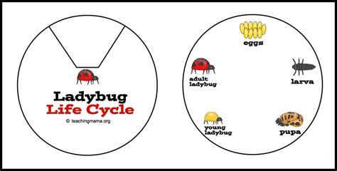 Ladybug Life Cycle Printables & Activities