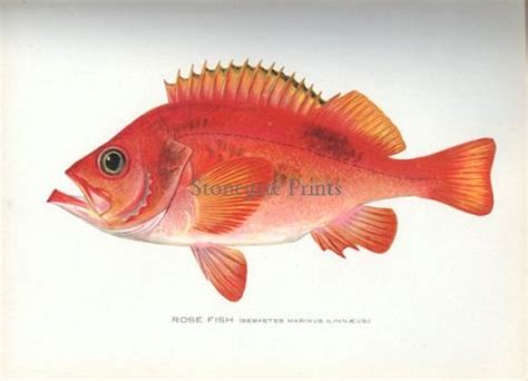 Rose Fish - Stonegate Rare Antique Prints