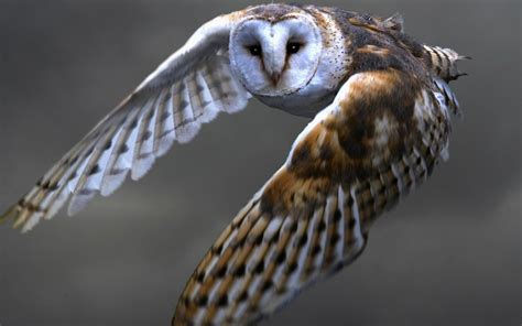 Barn owl flying wallpaper | animals | Wallpaper Better