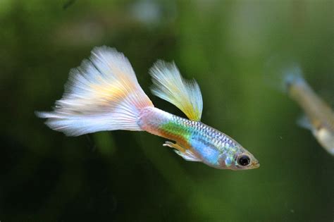 23 Different Types of Guppies