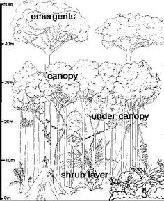 Ecosystem Drawing With Labels at PaintingValley.com | Explore ...