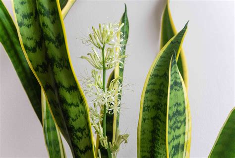 How to Get a Snake Plant to Bloom Indoors