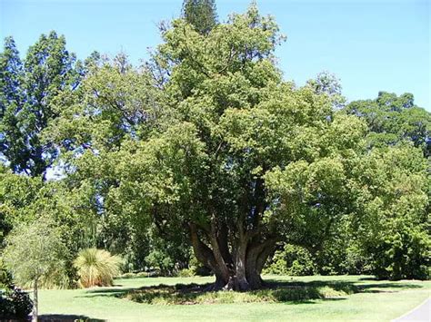 Camphor Tree Uses, Benefits and Side Effects