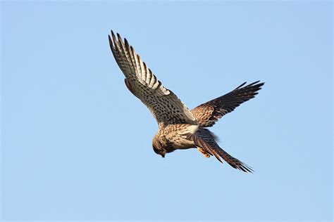 Kestrels 2009/kestrel_0711090337