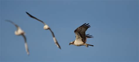 Osprey Shortened Migration | Scottish Wildlife Trust