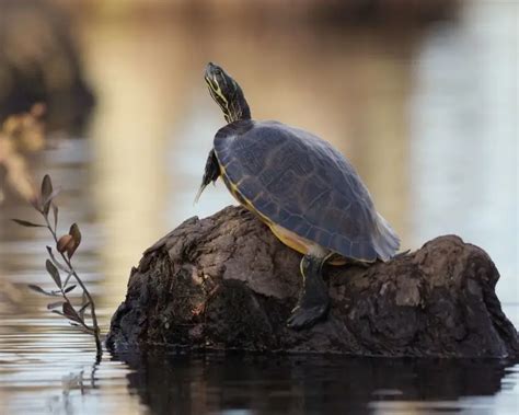 Painted Turtle - Facts, Diet, Habitat & Pictures on Animalia.bio