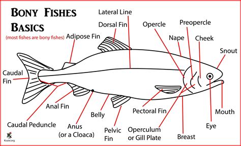 Bony Fishes - Anatomy Basics — Koaw Nature