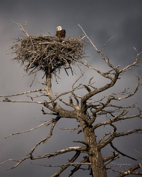 Eagle Nest With Eggs