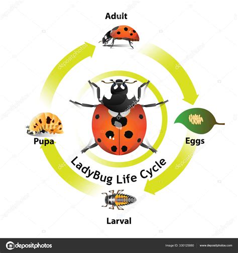 Ladybug Life Cycle Object Vector Graphic Design Artist Stock Vector ...