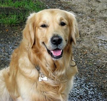 Do Golden Retrievers Smile-Understanding The Golden Retriever Smile ...