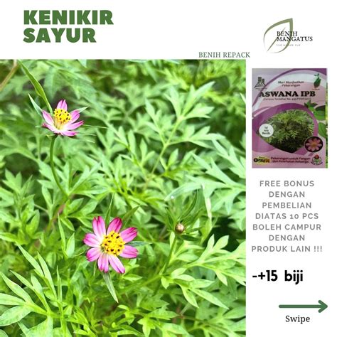 Jual Benih KENIKIR SAYUR -15 BIJI Tanaman Sayuran HIDROPONIK MURAH ...