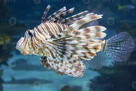 Red lionfish 1048566 Stock Photo at Vecteezy