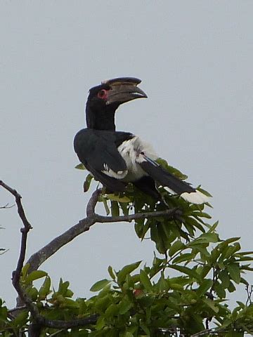 Trumpeter-Hornbill