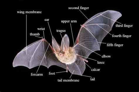 Parts of a Bat - The Bat-a-rade Zone