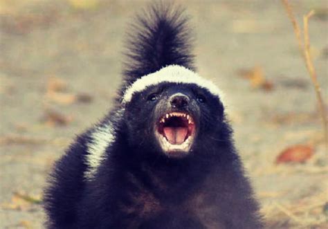 honey badger Meme | Meaning & History | Dictionary.com