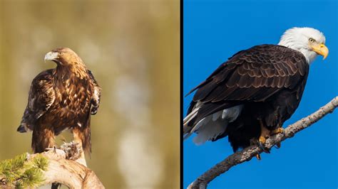 Golden Eagle vs Bald Eagle: Similarities & Differences - Birdwatching Tips