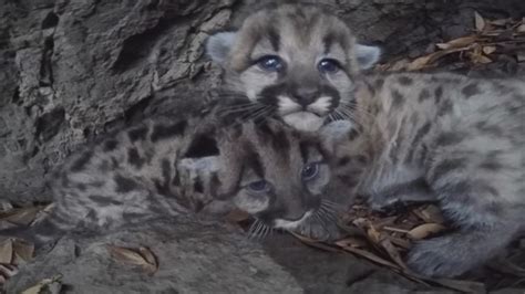 Watch Mountain Lion Kittens Cuddle in Hidden Den Video - ABC News