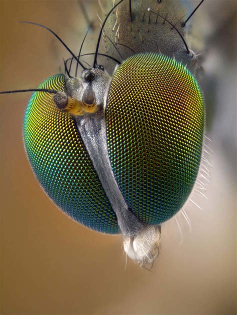 Dolichopodid sp. (fly) eyes | Nikon Small World