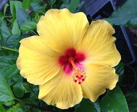 HAWAIIAN YELLOW HIBISCUS PLANT CUTTING - Other Plants, Seeds & Bulbs