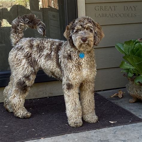 Labradoodle Colors | Check out the variety of Coat Colors — Great Day ...