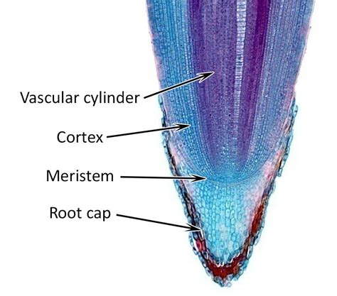 Histology Of Apical Meristem | Images and Photos finder