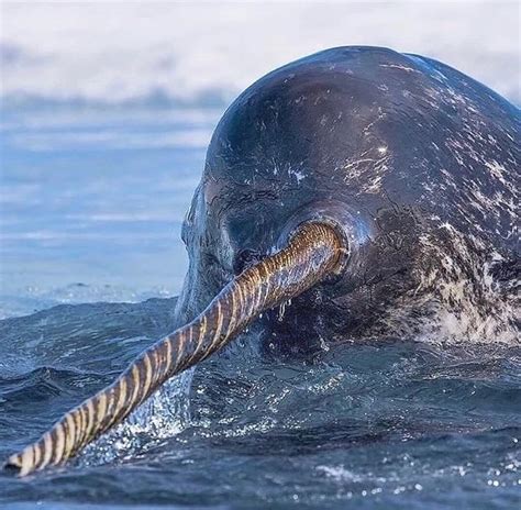 The narwhal tusk—most commonly found on males—is actually an enlarged ...