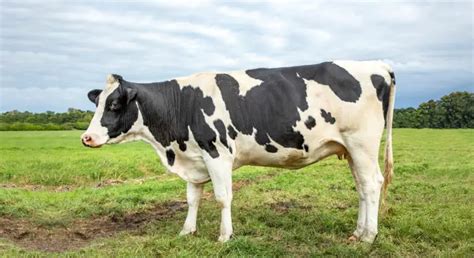 Holstein Friesian Cattle: Guide, Info & Facts