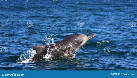 Humpback Dolphin stock image. Image of marine, peace, playful - 828835