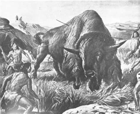 Ancient Bison Fossils