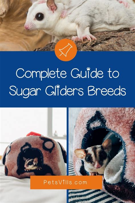 Guide to the 17 different sugar glider breeds and colors – Artofit