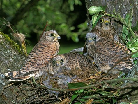 Kestrel Nesting in the UK | Birdfact