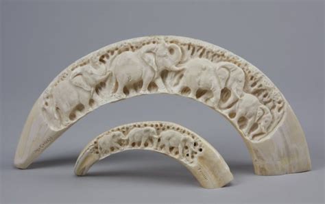 (2) Carved ivory hippo tusks : Lot 309