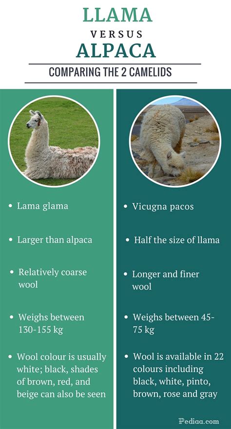 Difference Between Llama and Alpaca