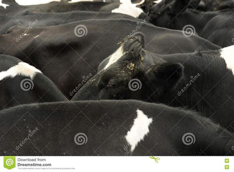 Friesian cow stock photo. Image of animal, food, cows - 72050032